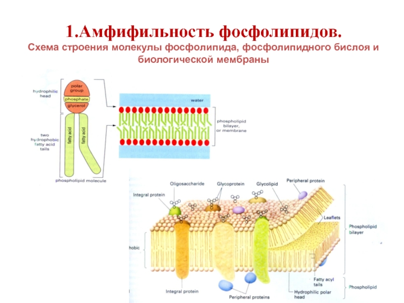 Схема строения биологической мембраны - 80 фото
