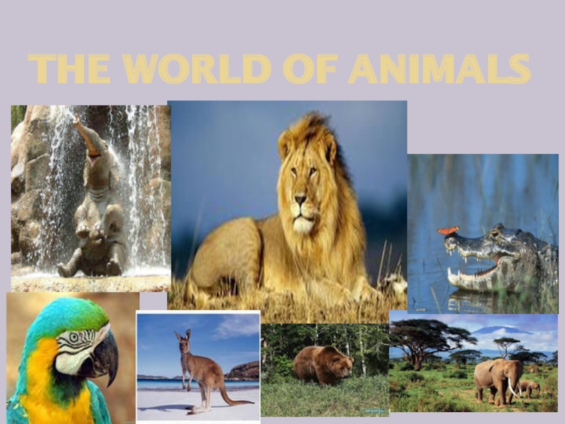 Презентация The world of animals