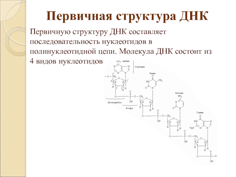 Схема первичной структуры днк