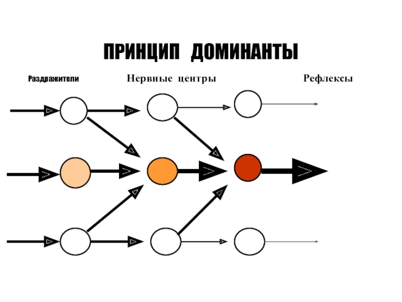 Принцип внимания. Принцип Доминанты Ухтомского. Принцип Доминанты нервных центров. Принцип Доминанты физиология. Принцип Доминанты в ЦНС.