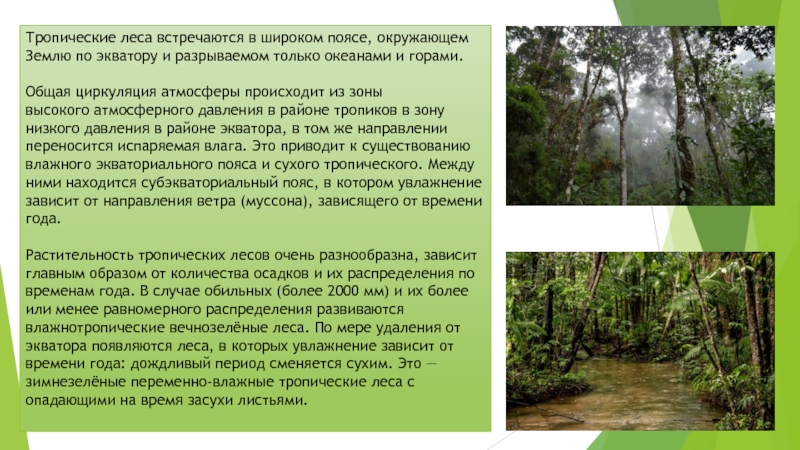 Характеристика тропического леса. Вечнозеленый тропический дождевой лес. Тропический лес доклад. Тропические леса презентация.