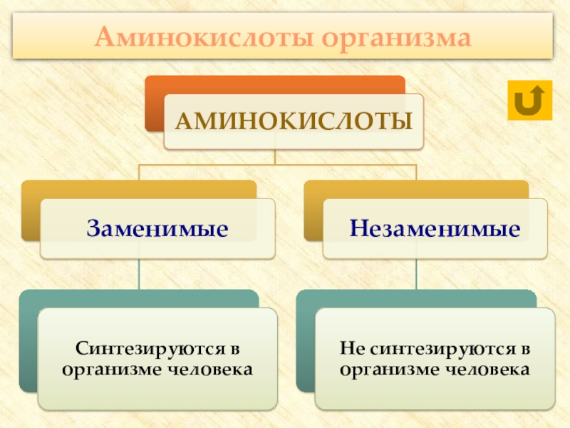 Аминокислоты в организме человека. Сколько аминокислот в организме человека. Источники аминокислот в организме. Аминокислоты в организме человека запасаются.