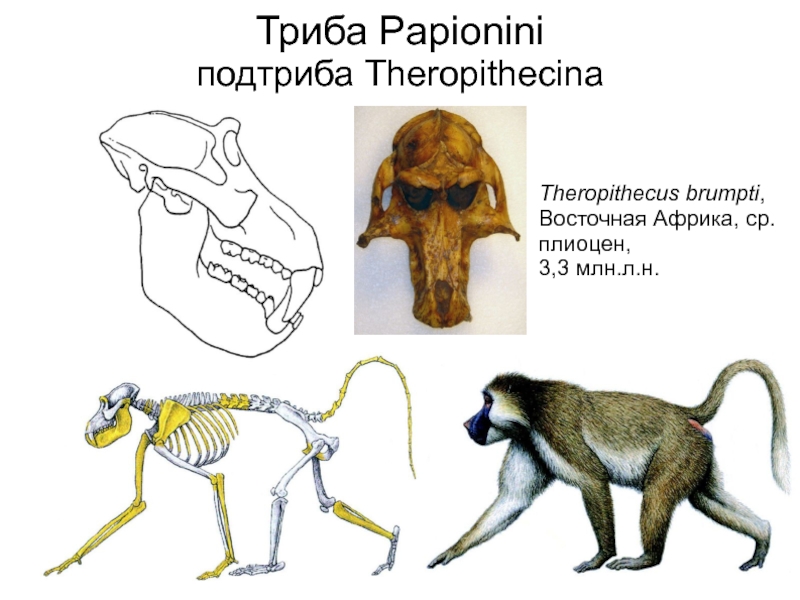 Триба это. Theropithecus brumpti. Theropithecus Oswaldi. Динопитек. Мартышкообразные обезьяны презентация.
