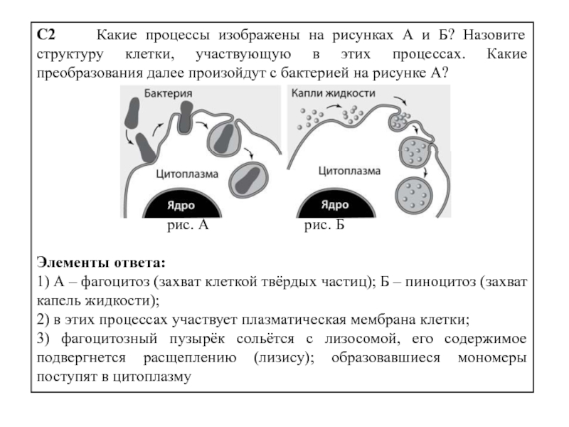 Назовите структуру изображенную на рисунке. Клетка фагоцитоз пиноцитоз ЕГЭ. Фагоцитоз ЕГЭ биология. Назовите структуру клетки участвующих в этих процессах. Фагоцитоз ЕГЭ.