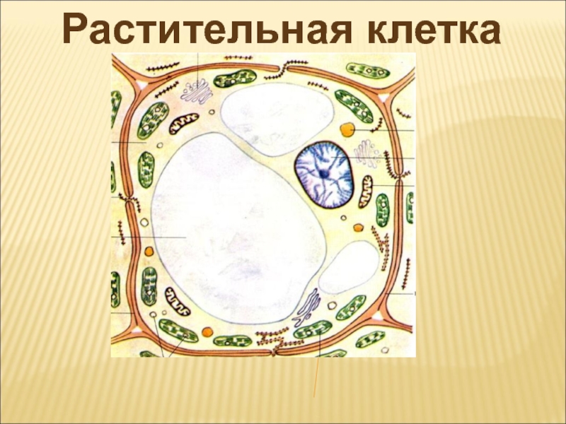 Рисунок клетки 5 класс