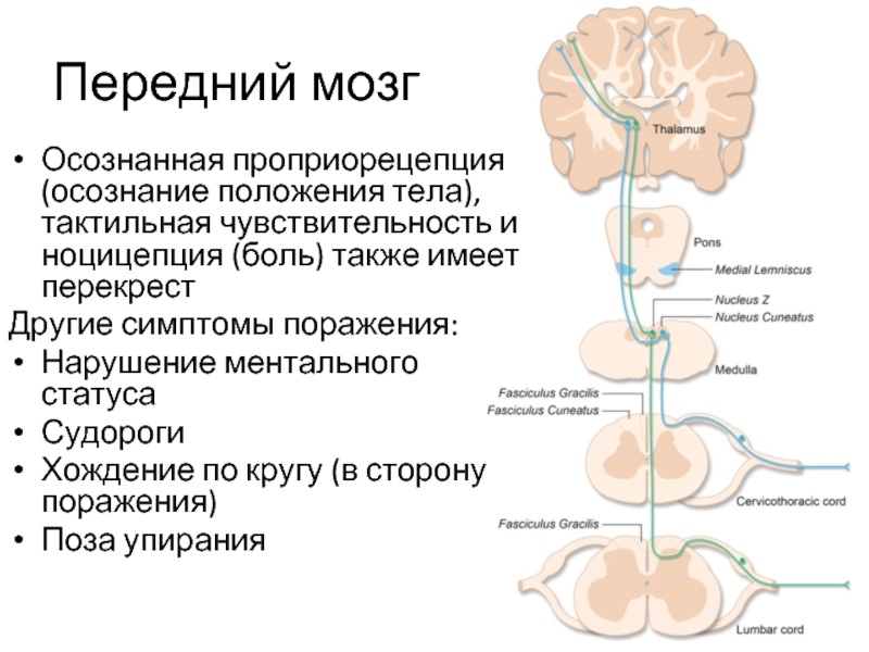 1 неврология. Проприорецепция. Проприорецепция и тело. Механизмы проприорецепции. Схема тела проприорецепция.