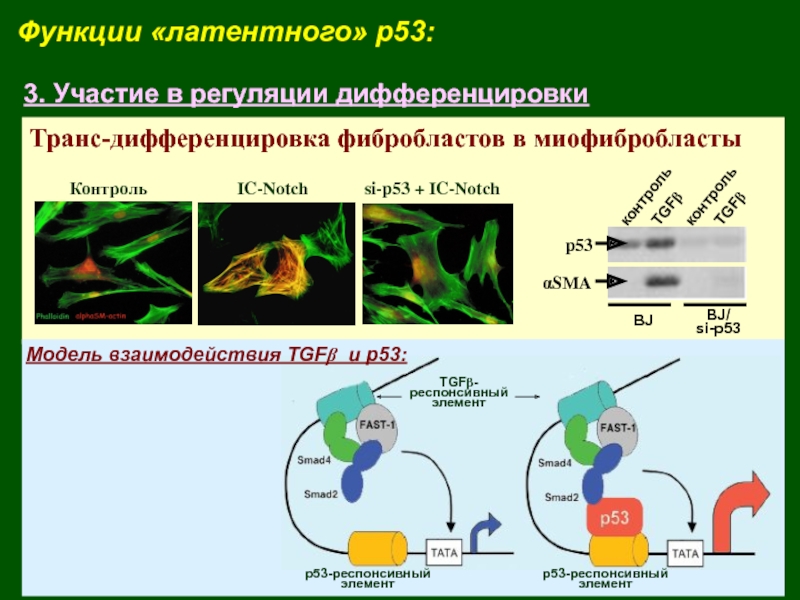 Функции «латентного» p53:3. Участие в регуляции дифференцировкиТранс-дифференцировка фибробластов в миофибробластыaSMAконтрольTGFbконтрольTGFbp53BJ/si-p53BJIC-NotchКонтрольsi-p53 + IC-Notch