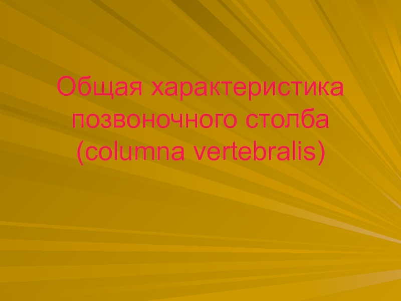 Общая характеристика позвоночного столба ( columna vertebralis)