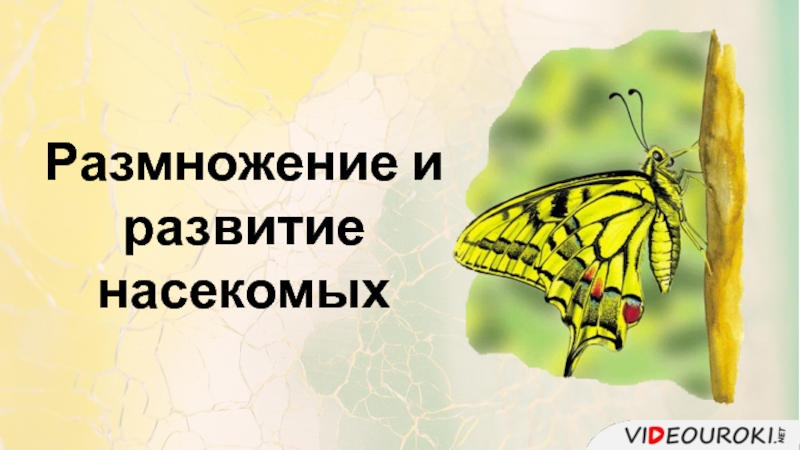 Презентация Размножение и развитие насекомых