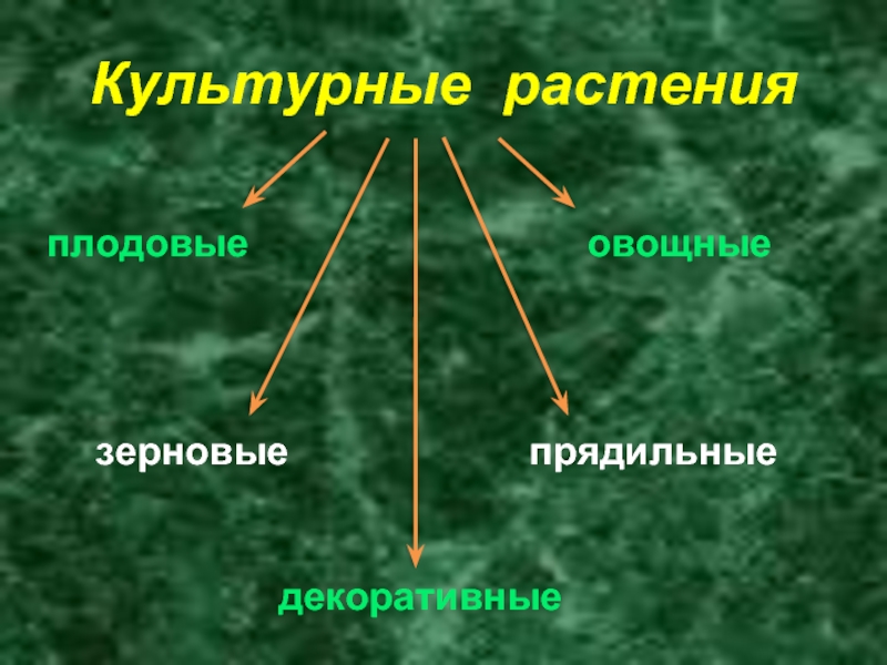 Культурные растения овощные плодовые зерновые декоративные растения