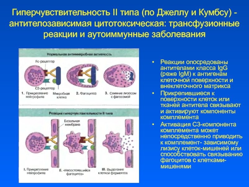 Схема гиперчувствительности 2 типа