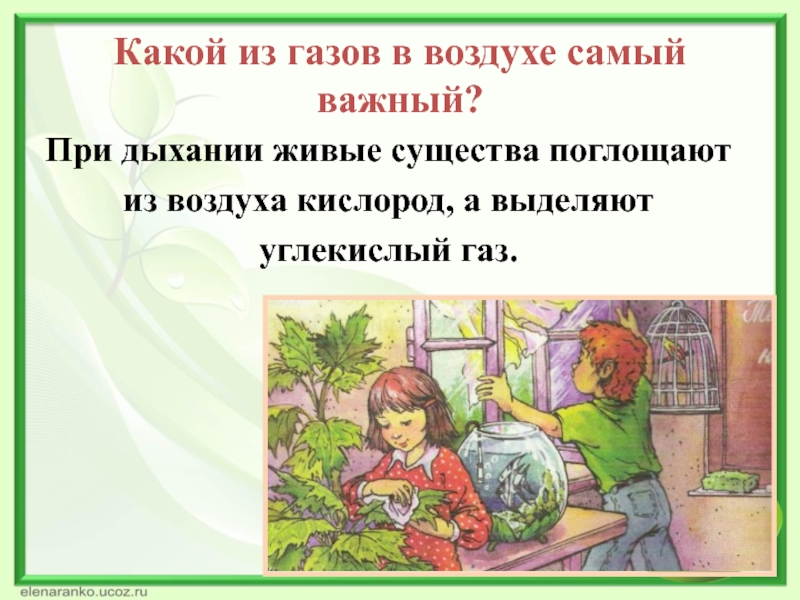 Воздух важнее. Какой из газов в воздухе самый важный. Живые существа при дыхании. Какой ГАЗ живые существа поглощают. Живые существа поглощают.