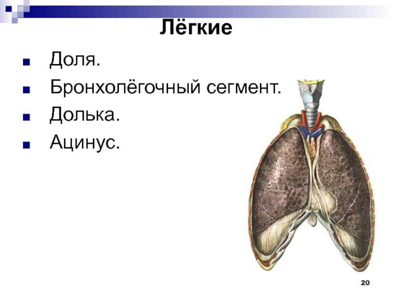 Легкие являются. Бронхолегочные сегменты. Ацинус дольки сегменты. Номенклатура бронхолегочных сегментов. Бронко-легочные сегменты:.