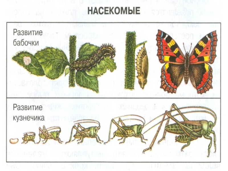 Развитие бабочки схема. Жизненный цикл насекомых с полным превращением. Развитие кузнечика с неполным превращением. Размножение насекомых с полным и неполным превращением. Развитие бабочки схема с полным превращением.
