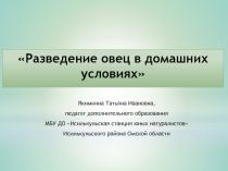 Разведение овец в домашних условиях