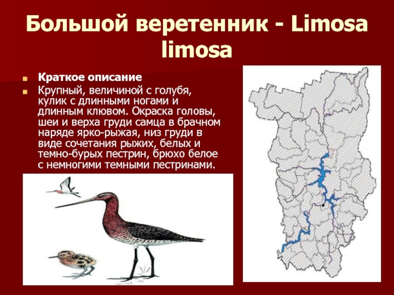 Какие животные в красной книге пермского края. Большой веретенник красная книга Пермского края. Животные которые занесены в красную книгу Пермского края. Красная книга Пермского края птицы. Животное из красной книги Пермского края.