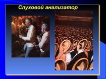 Слуховой анализатор  