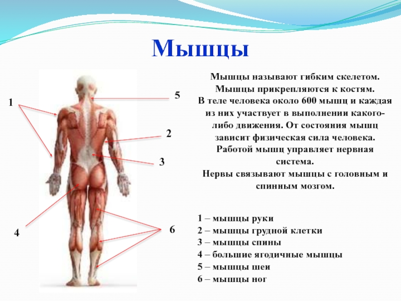 Мышцы прикреплены к костям