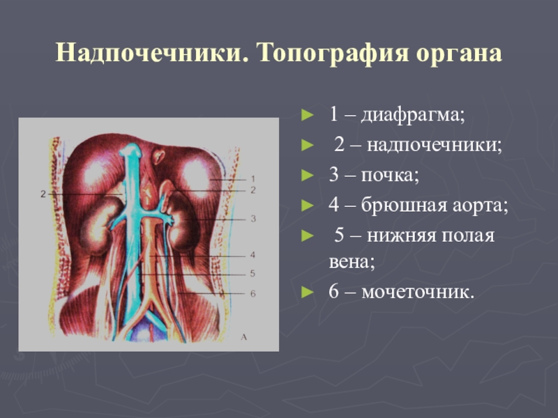 Топография органов