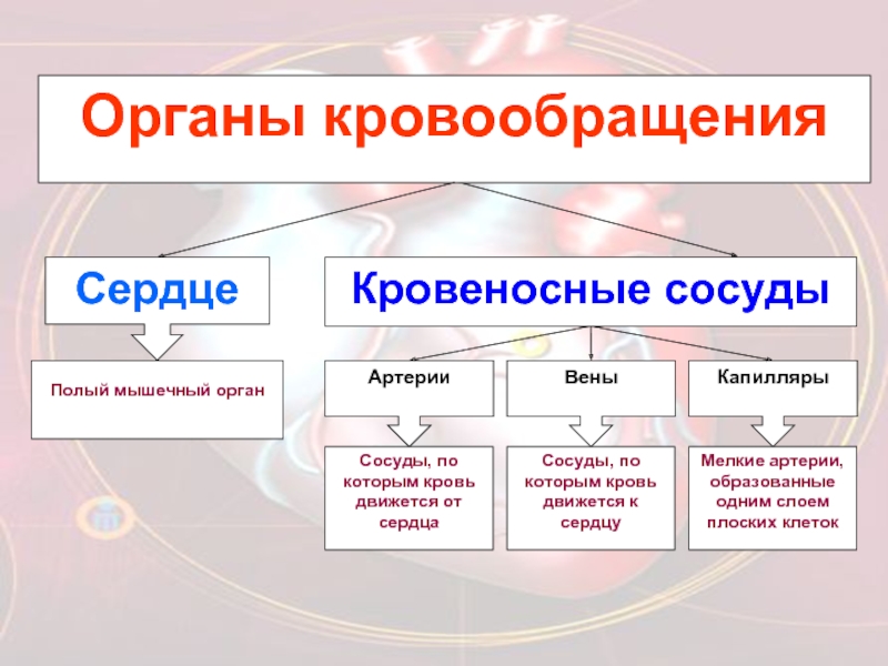 Кровеносная система человека презентация