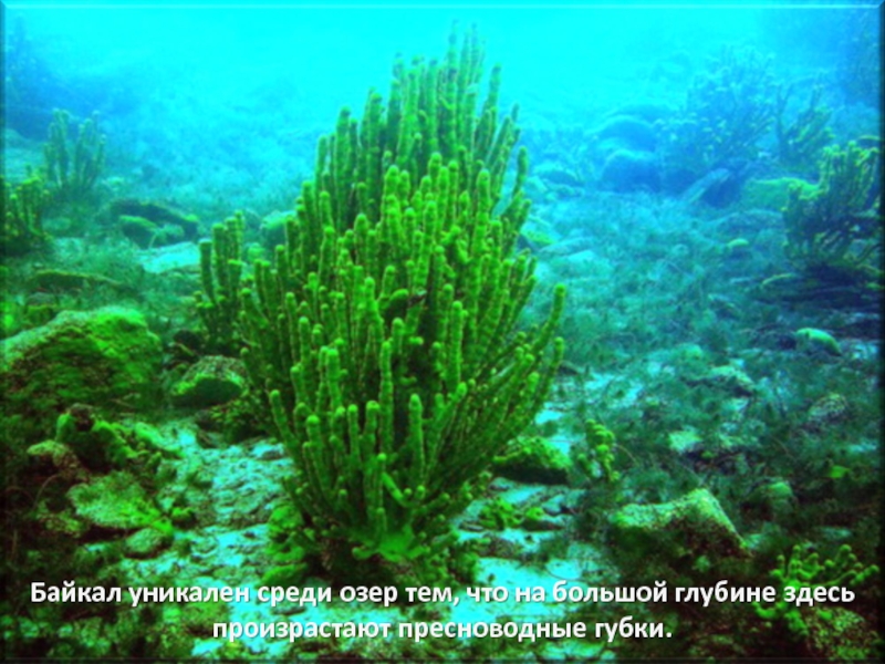 Живые организмы байкала. Озеро Байкал Пресноводные губки. Байкальские губки эндемики. Lubomirskia Baicalensis (Байкальская губка). Озеро Байкал Байкальская губка.