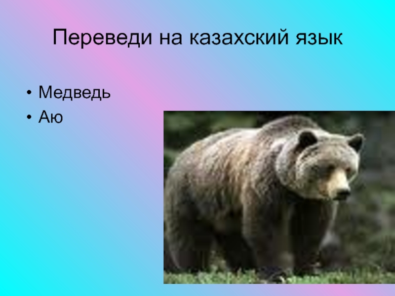 Медведь перевод. Перевёл медведь. Медвежонок перевод. Медведь по казахски.