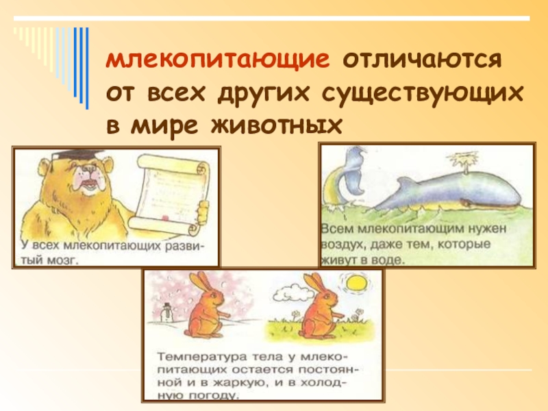 Отличие млекопитающих. Отличия млекопитающих. Чем отличаются млекопитающие от других. Отличие млекопитающих от всех других. Чем млекопитающие отличаются от других животных.