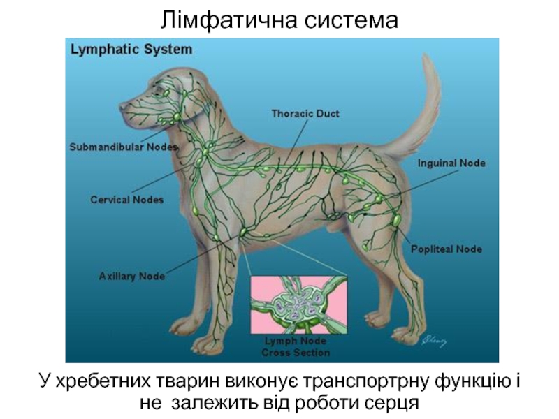 Увеличенные лимфоузлы у собаки фото