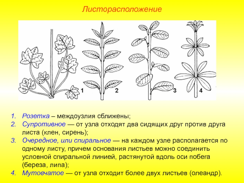 Схема листорасположения биология 6 класс