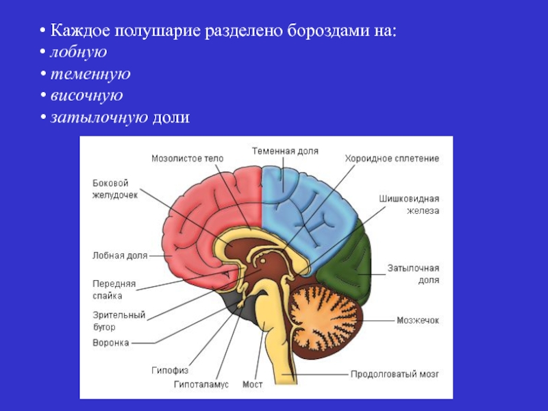 Отделы затылочного мозга. Мост мозжечок средний мозг продолговатый мозг мозолистое тело. Строение головного мозга доли. Теменная и височная доли. Теменная доля мозга строение.