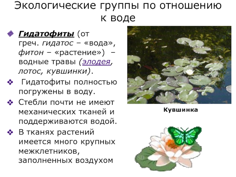 Экологическая группа гидрофиты. Экологические группы растений. Экологические группы водных растений. Растения по отношению к воде гидрофиты. Экологические группы растений по отношению к воде.