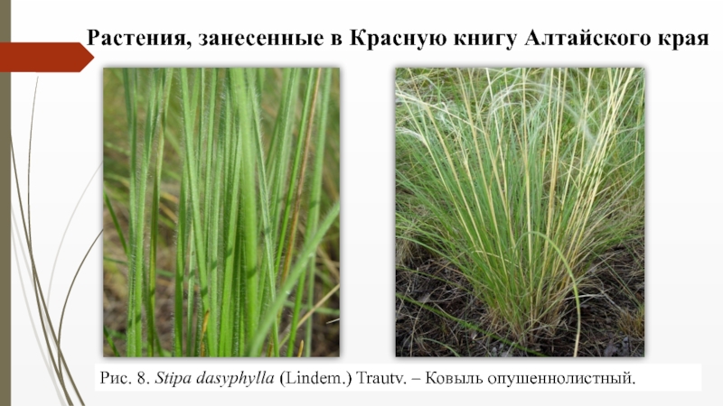 Семейство Злаковые ( Роасеае Barnh.) Рис. 8. Stipa dasyphylla (Lindem.) Trautv. – Ковыль опушеннолистный.Растения, занесенные в Красную книгу Алтайского края Рис. 8. Stipa dasyphylla (Lindem.) Trautv. – Ковыль опушеннолистный.Растения, занесенные в Красную книгу Алтайского края