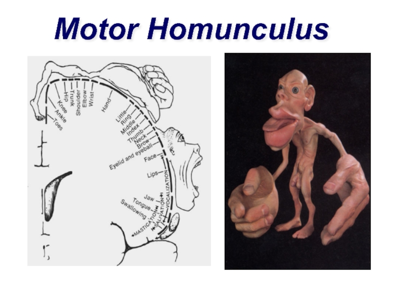 Гомункулус что это. Двигательный гомункулус. Чувствительный гомункулус.