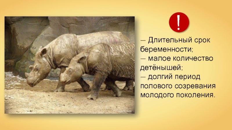 Ответь на вопросы по диаграмме где показано сколько детенышей родилось у некоторых зверей в зоопарке