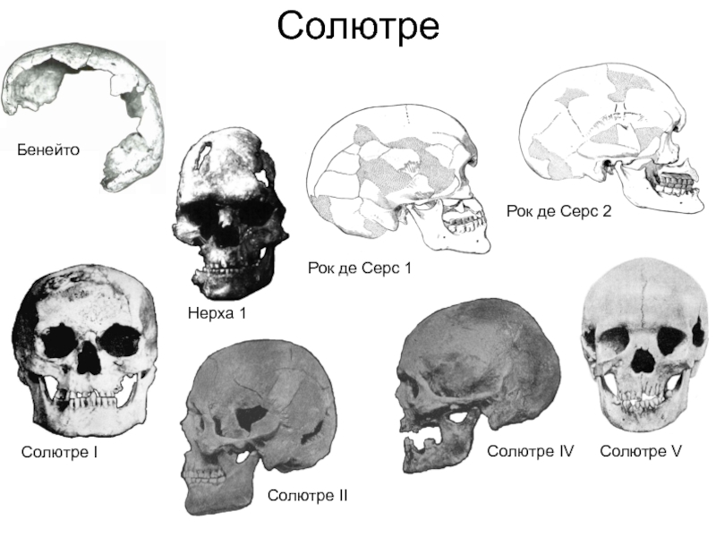 Антропогенез черепа. Масса рост и объем илзна неоантропов. Неоантропы теория происхождения. Социальные черты неоантропов