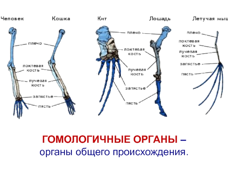 Рассмотрите рисунок 1 найдите и назовите гомологичные кости в конечностях животных