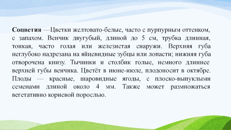 Соцветия —Цветки желтовато-белые, часто с пурпурным оттенком, с запахом. Венчик двугубый, длиной до 5 см, трубка длинная,