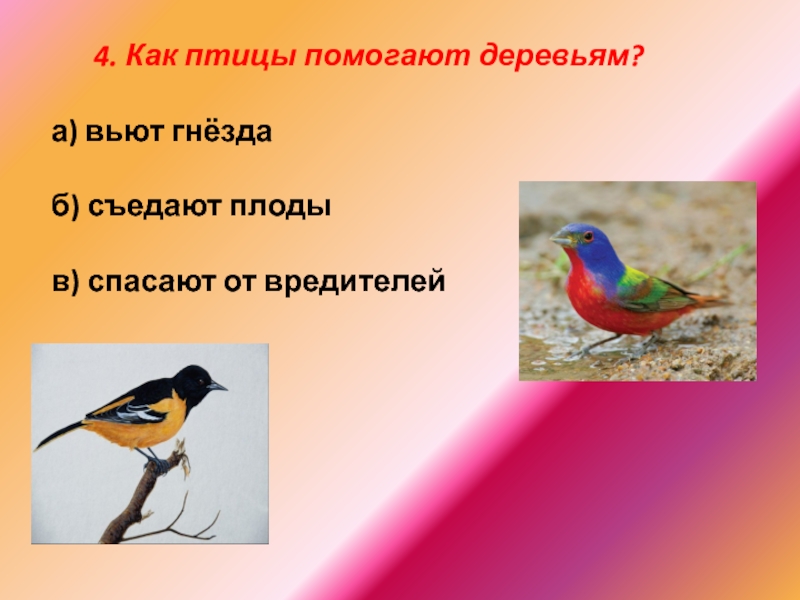 Птицы которые помогают человеку. Птицы которые помогают деревьям. Поможем птицам. Птицы помогают деревьям деревьям. Как птицы помогают деревьям.