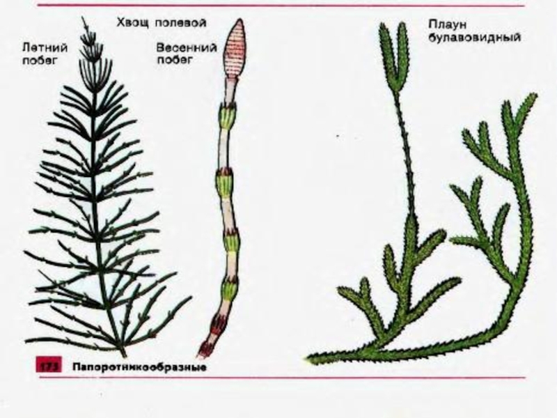 Отдел плауновидные рисунок