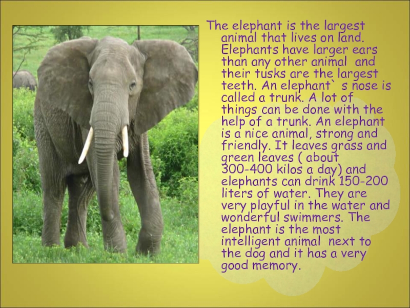 The elephant is the largest animal that lives on land. Elephants have larger ears than any other