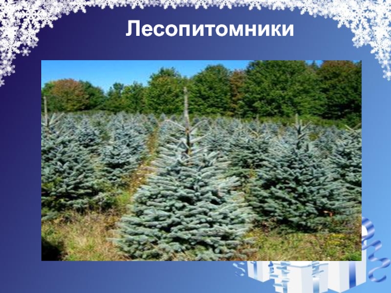 Ель 4. Елочка 4 класс презентация. Лесопитомник елочный. План ёлка 4 класс. Лесопитомник техника и технология презентация.