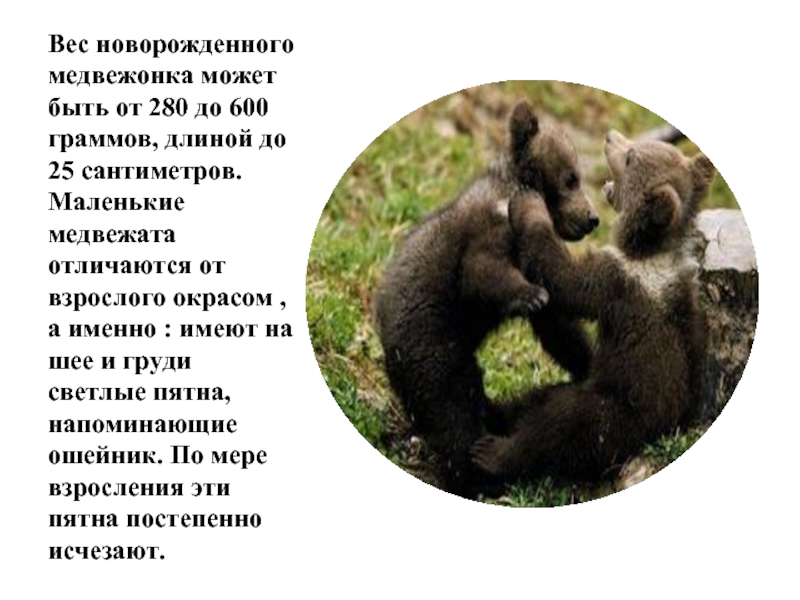 Вес новорожденного медвежонка может быть от 280 до 600 граммов, длиной до 25 сантиметров. Маленькие медвежата отличаются