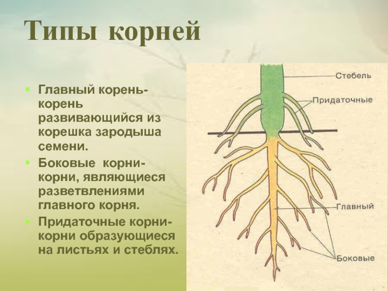 Растения образующие корневища