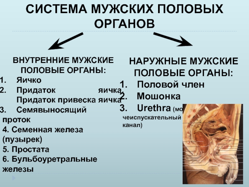 Анатомия и физиология мужской репродуктивной системы презентация