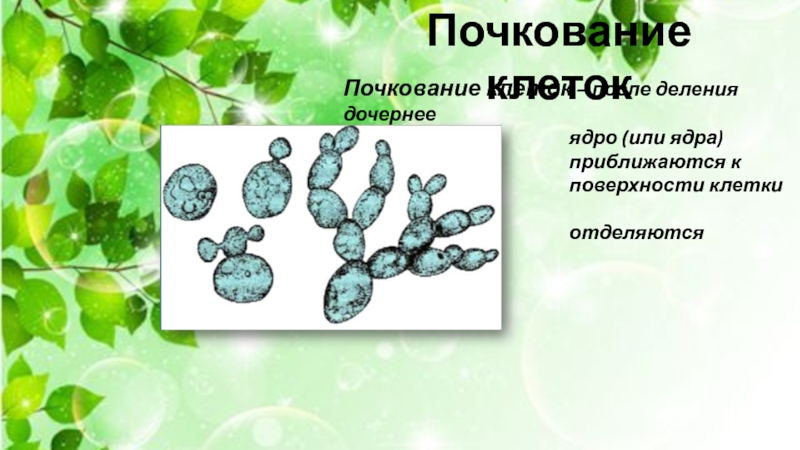 Пчелы почкование