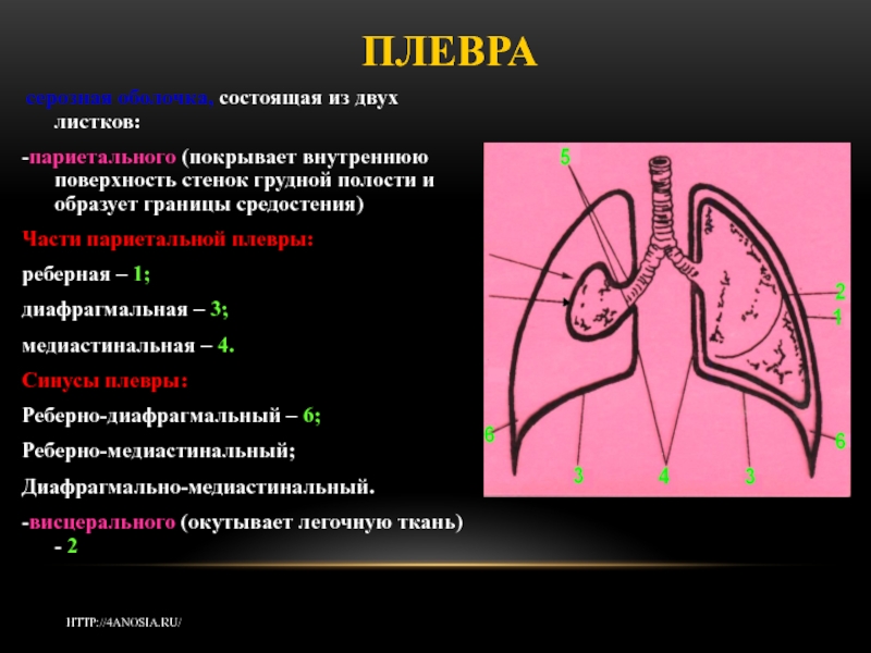 Синусы плевры картинка