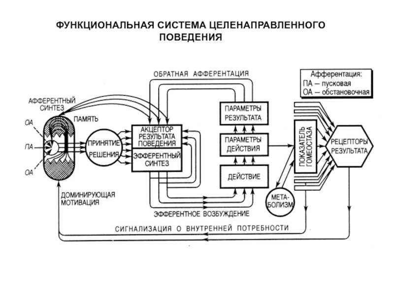 Принципиальная схема функциональной системы поведенческого уровня