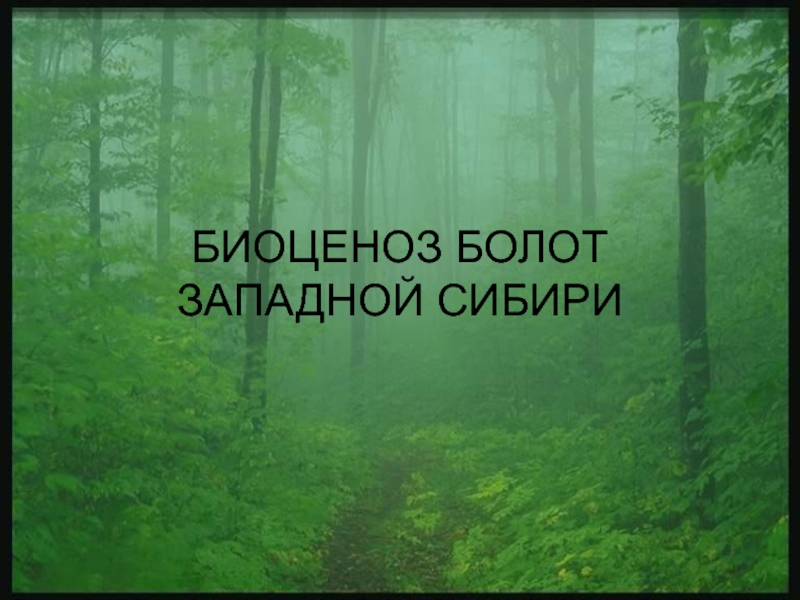 Презентация Биоценоз болот западной Сибири