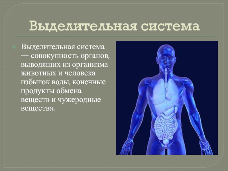 Конечный организм. Совокупность органов человека. Функциональные системы организма это совокупность органов.