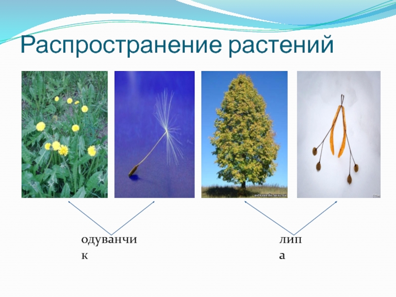 Распространенные растения. Распространение растения липы. Как распространяются растения. Распространение плодов липы. Способ распространения плодов липы.